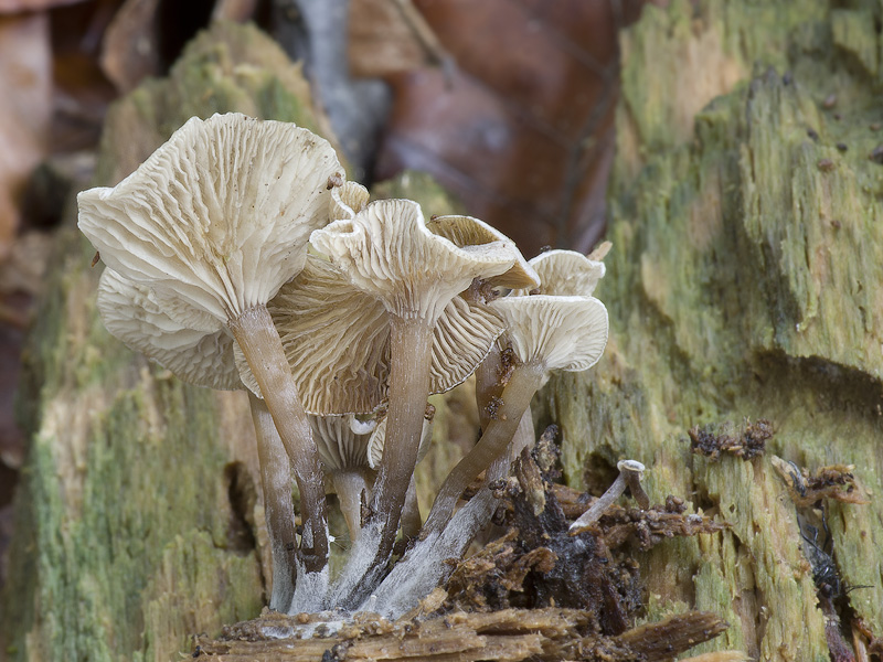 Tephrocybe osmophora